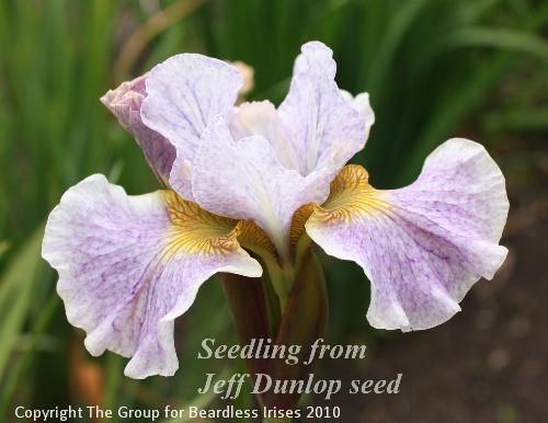 Jeff Dunlop seed sdlgs (1)